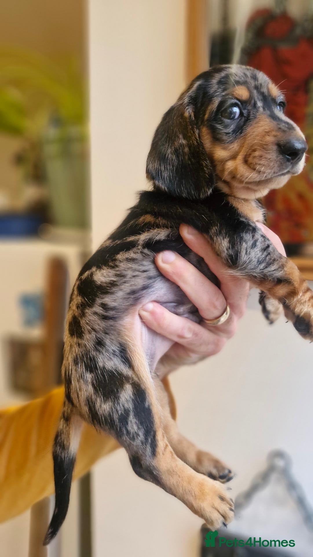 Dachshund dogs Beautiful dapple daschunds - Advert 1