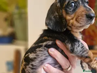 Dachshund dogs Beautiful dapple daschunds - Advert 1