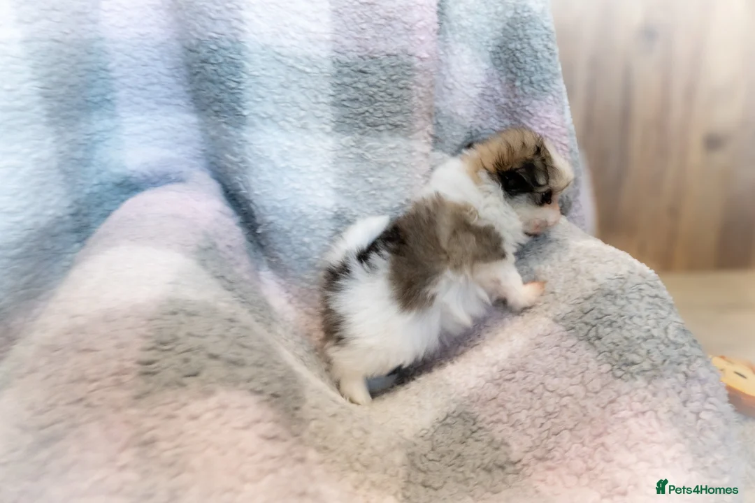 Mixed Breed dogs for sale: Shiranian-shihtzu cross pomeranian  - Advert 10