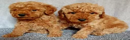 Miniature Poodle dogs for sale: Miniature poodle  - Advert 12