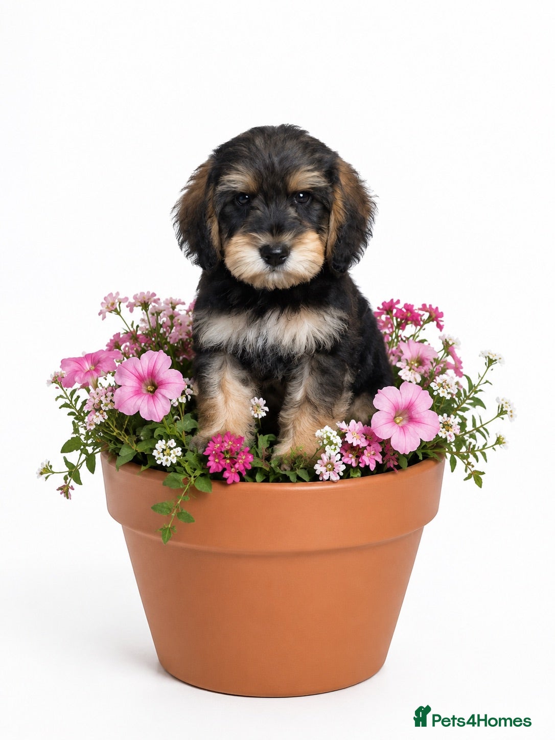 Schnoodle dogs Sorry you have missed out bk again next year ❤️🐶 - Advert 9