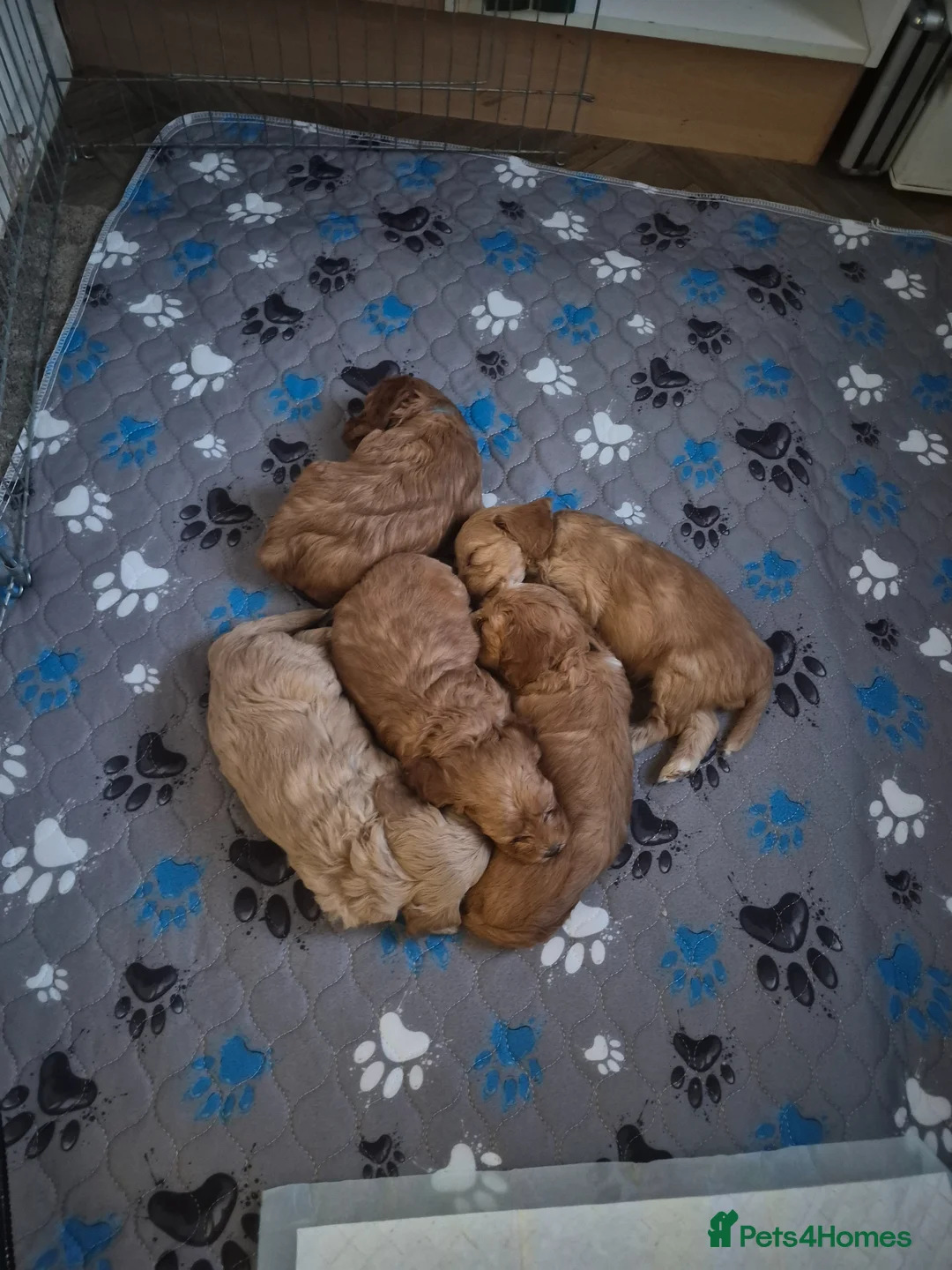 Cockapoo dogs for sale: Ready to leave in 3 weeks beautiful cockapoo pups - Advert 2
