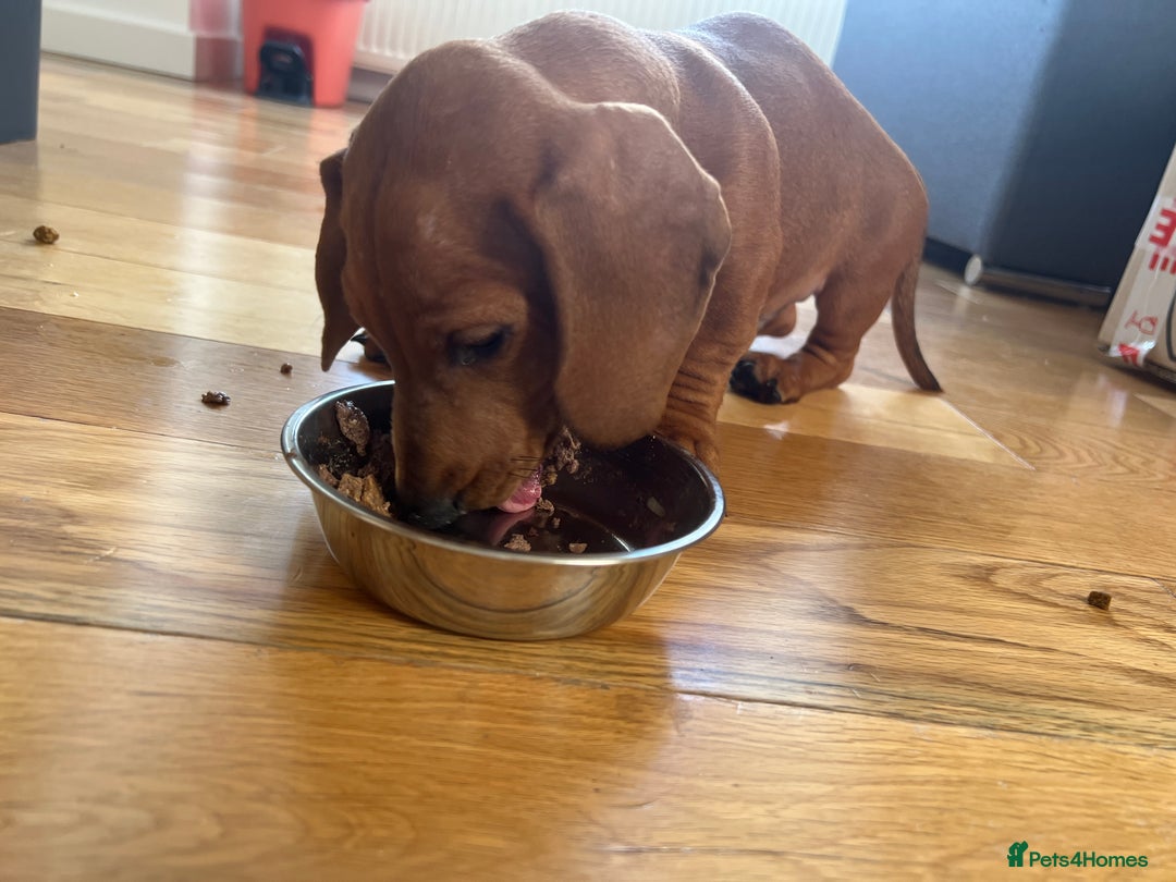 Dachshund dogs for sale: mini dachshund - Image 3
