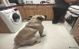 Mixed Breed dogs for sale: AMERICAN BULLDOG MIX FOR SALE ASAP - Image 4
