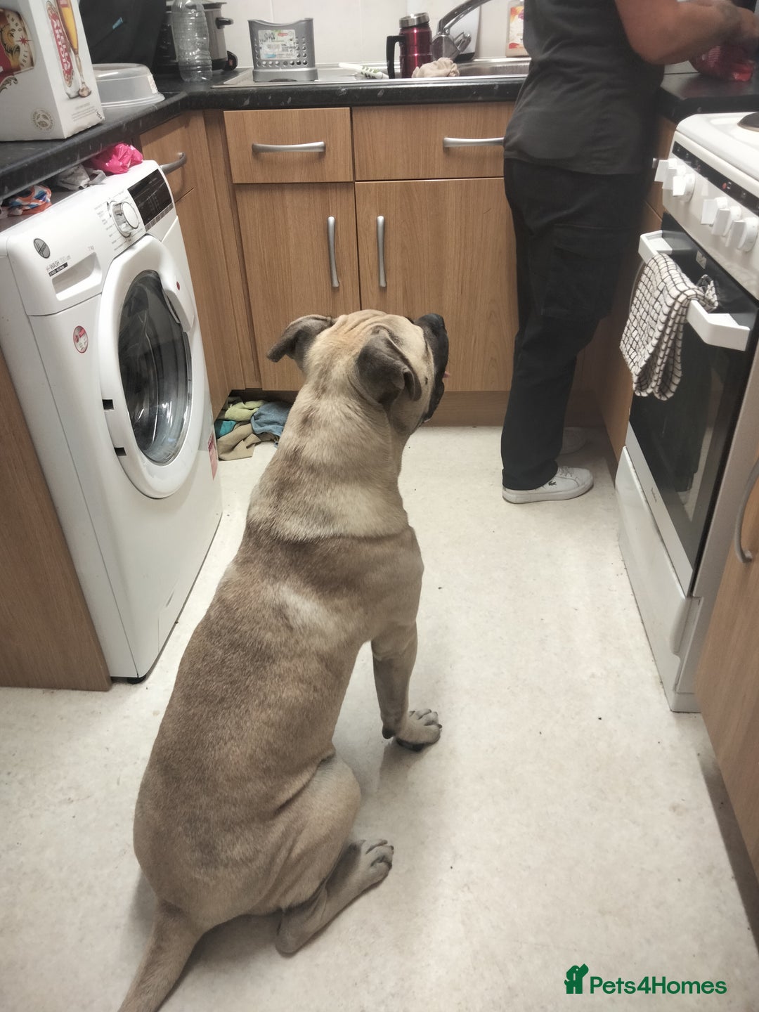 Mixed Breed dogs for sale: AMERICAN BULLDOG MIX FOR SALE ASAP - Image 4