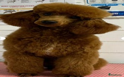 Cockapoo dogs for sale: F1 Cockapoos from health tested parents  - Image 2
