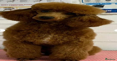 Cockapoo dogs - Advert 9