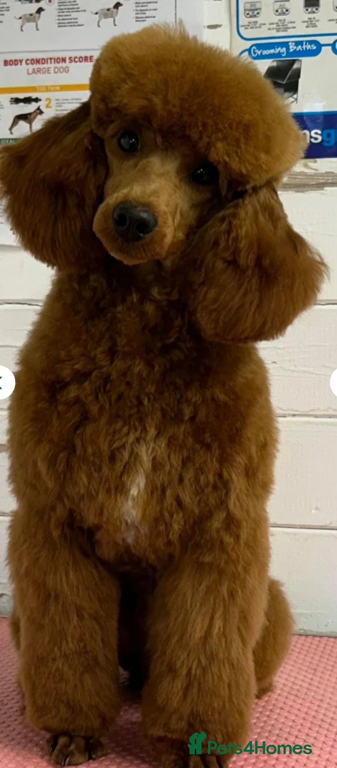 Cockapoo dogs for sale: F1 Cockapoos from health tested parents  - Image 2
