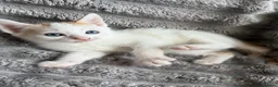 Turkish Angora cats for sale: Beautiful pattern, Kitten - Advert 13