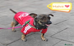 Mixed Breed dogs for adoption: 💖🐶 MALVA 🐶💖 - Image 1