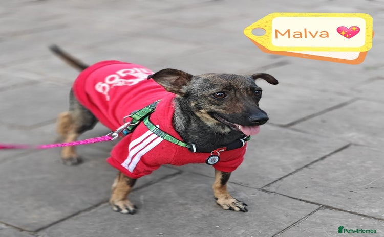 Mixed Breed dogs - Advert 6