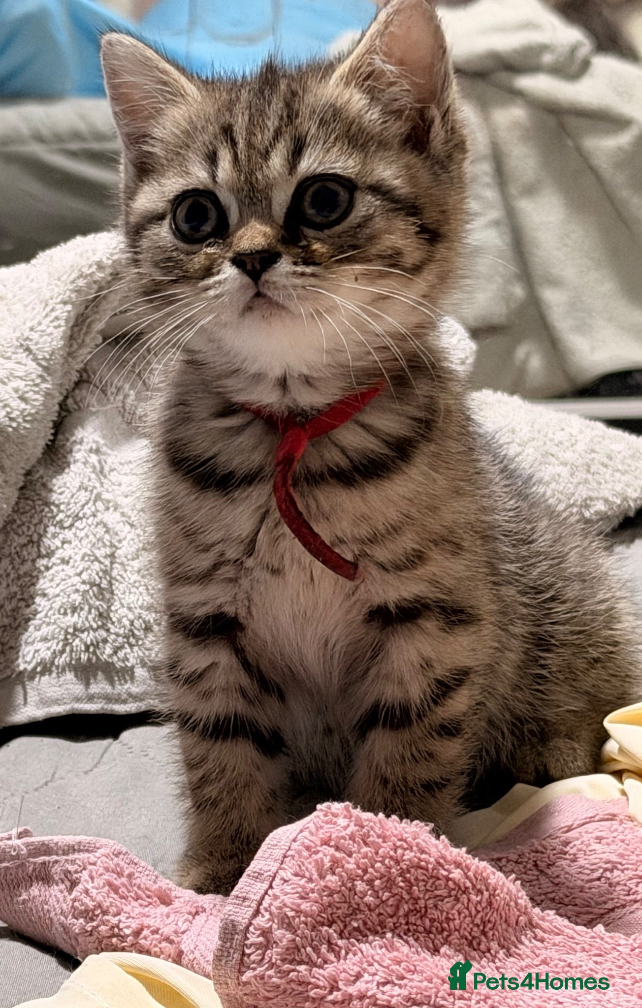 British Shorthair cats BSH mix Himalayan Persian  - Advert 16