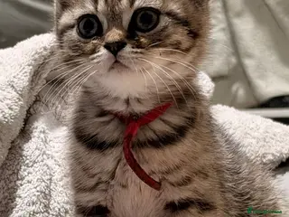 British Shorthair cats 2 left ready now BSH mix Himalayan Persian - Advert 2