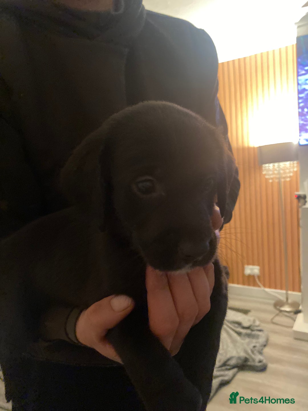 Springador dogs for sale: Labrador puppies - Advert 20