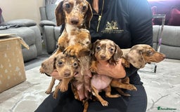 Miniature Dachshund dogs for sale: Miniature dachshund puppies  - Advert 9