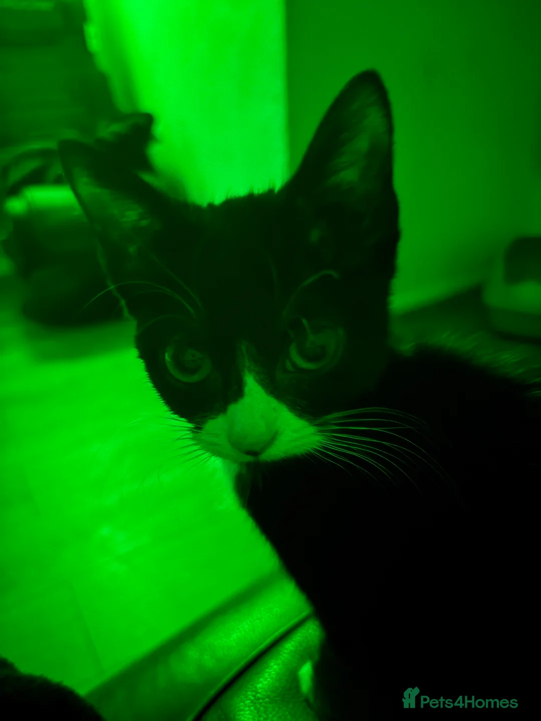 Mixed Breed cats for sale: Kitten for sale female  - Advert 3