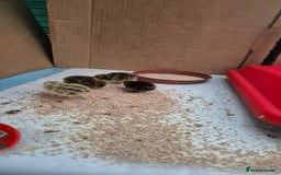 Chickens poultry for sale: Day old Silkies and quail chicks - Image 14