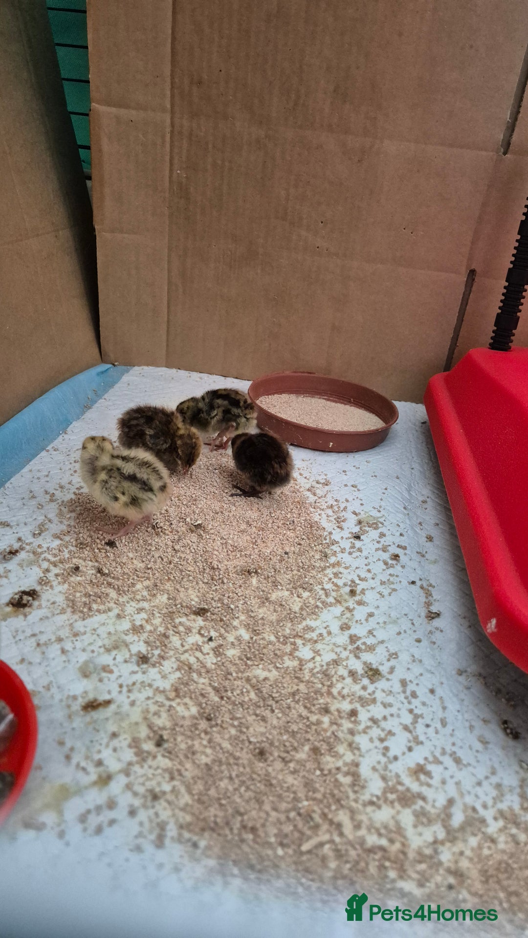 Chickens poultry for sale: Day old Silkies and quail chicks - Image 14