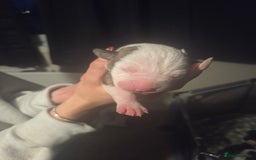 American Bulldog dogs for sale: American bulldog puppies  - Image 26