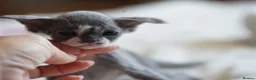 Devon Rex cats for sale: ❤️ Pure Line Devon Rex Kittens Available ❤️ - Advert 27