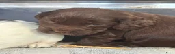 Cocker Spaniel dogs for sale: Cocker spaniels puppies  in Kilmarnock - Advert 8