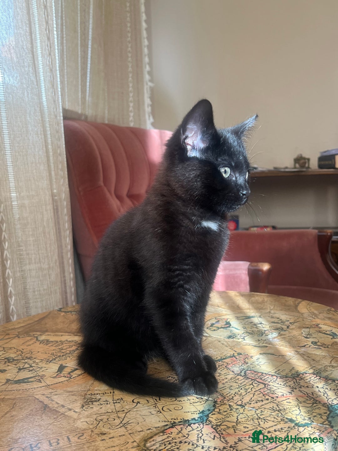 Domestic Shorthair cats for sale: Beautiful Black Kitten for Sale  - Image 4
