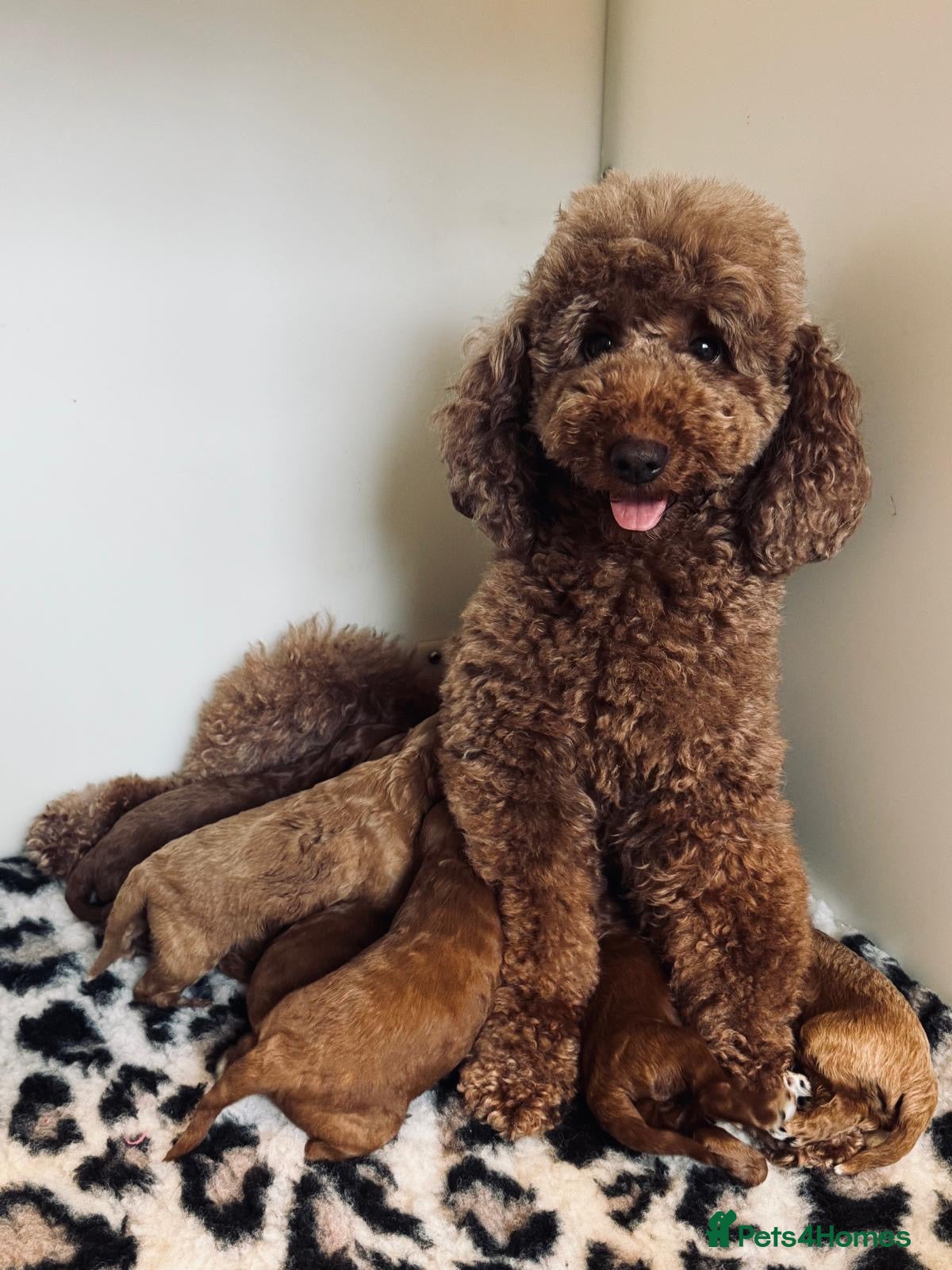 Cavapoo dogs beautiful Cavapoo’s  - Advert 4