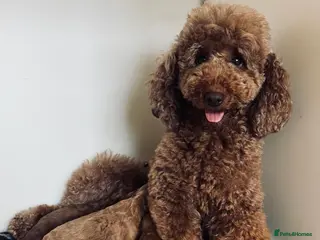 Cavapoo dogs beautiful Cavapoo’s - Advert 14