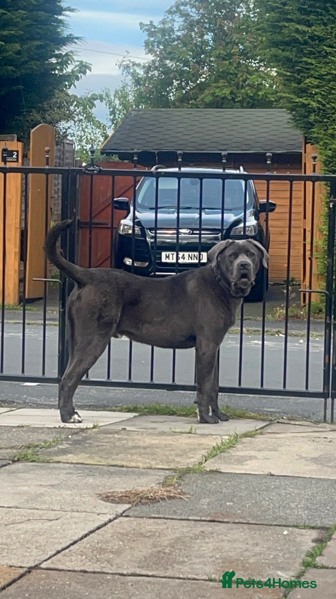 Cane Corso dogs Male 2 years old Cane Corso  - Advert 1