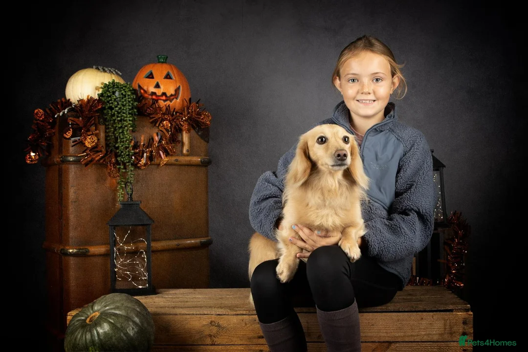 Miniature Dachshund dogs for sale: Little sausages with big characters  - Advert 5