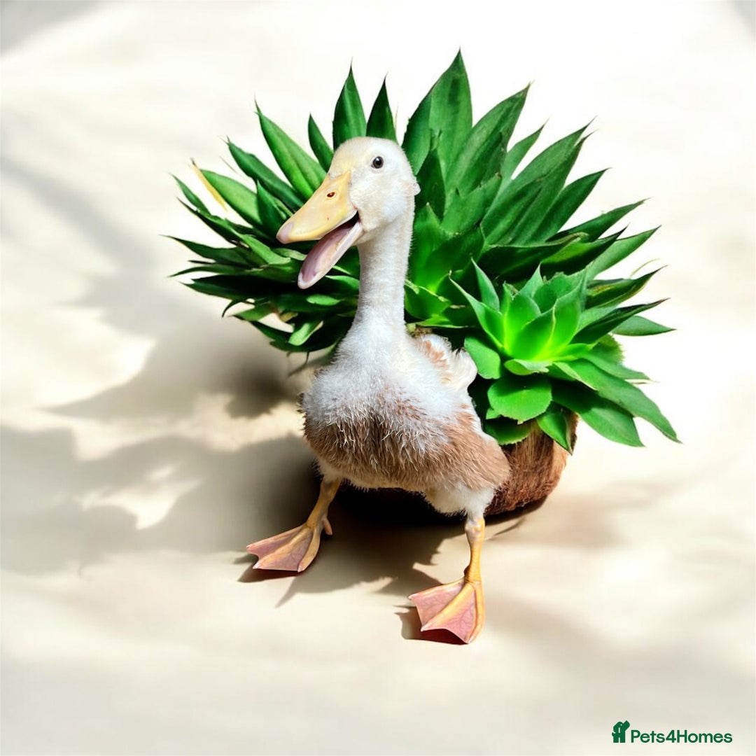 Ducks poultry for sale: Drake saxony duck - Image 2