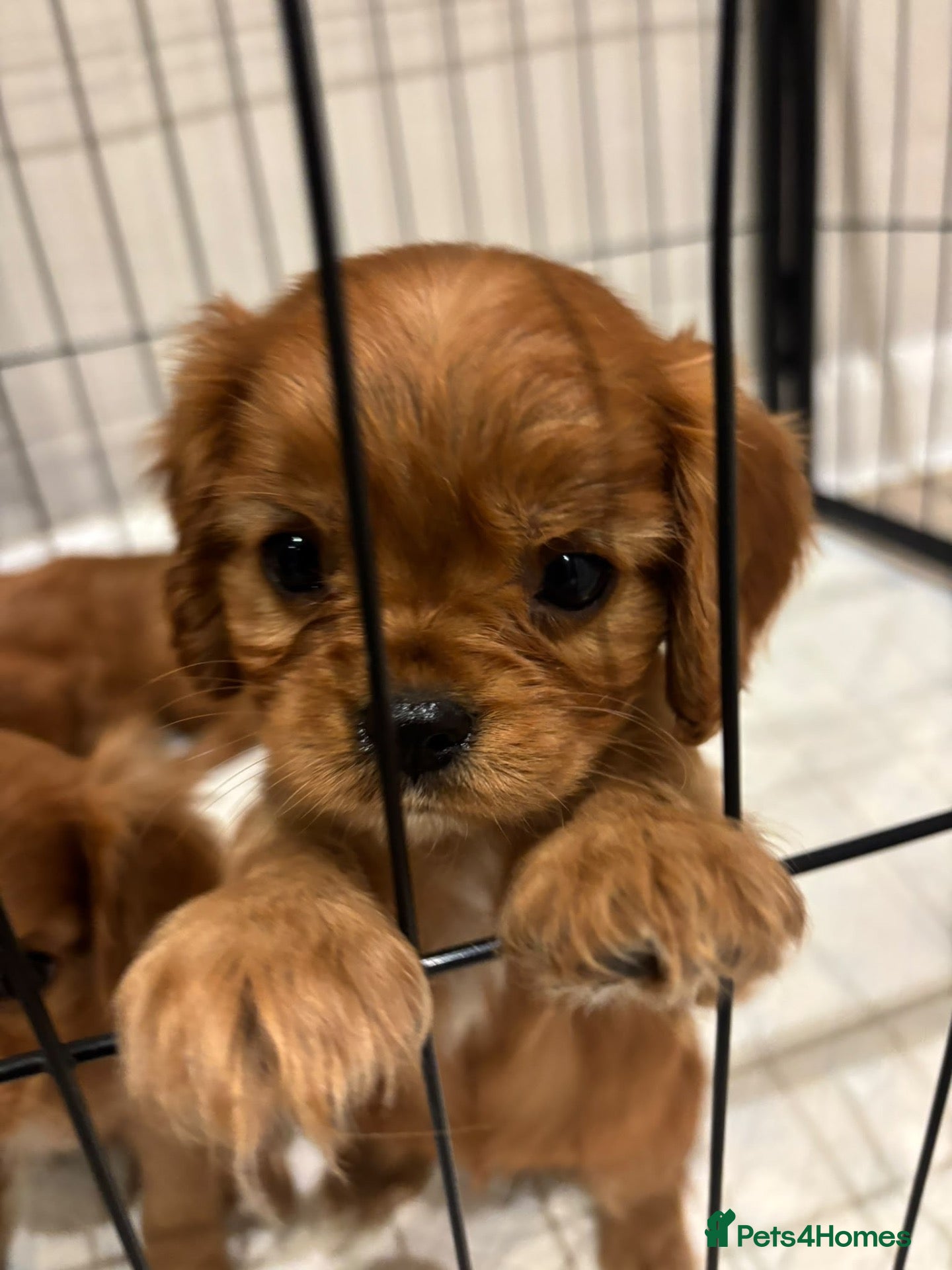 Cavalier King Charles Spaniel dogs KC registered Cavalier King Charles Spaniels  - Advert 2