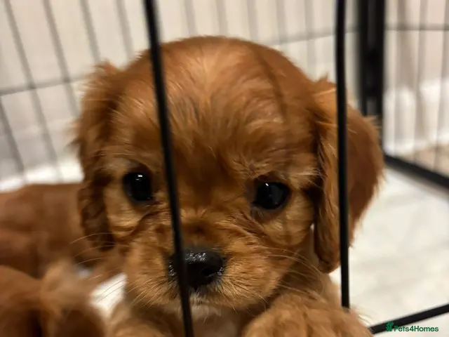 Cavalier King Charles Spaniel dogs KC registered Cavalier King Charles Spaniels - Advert 2