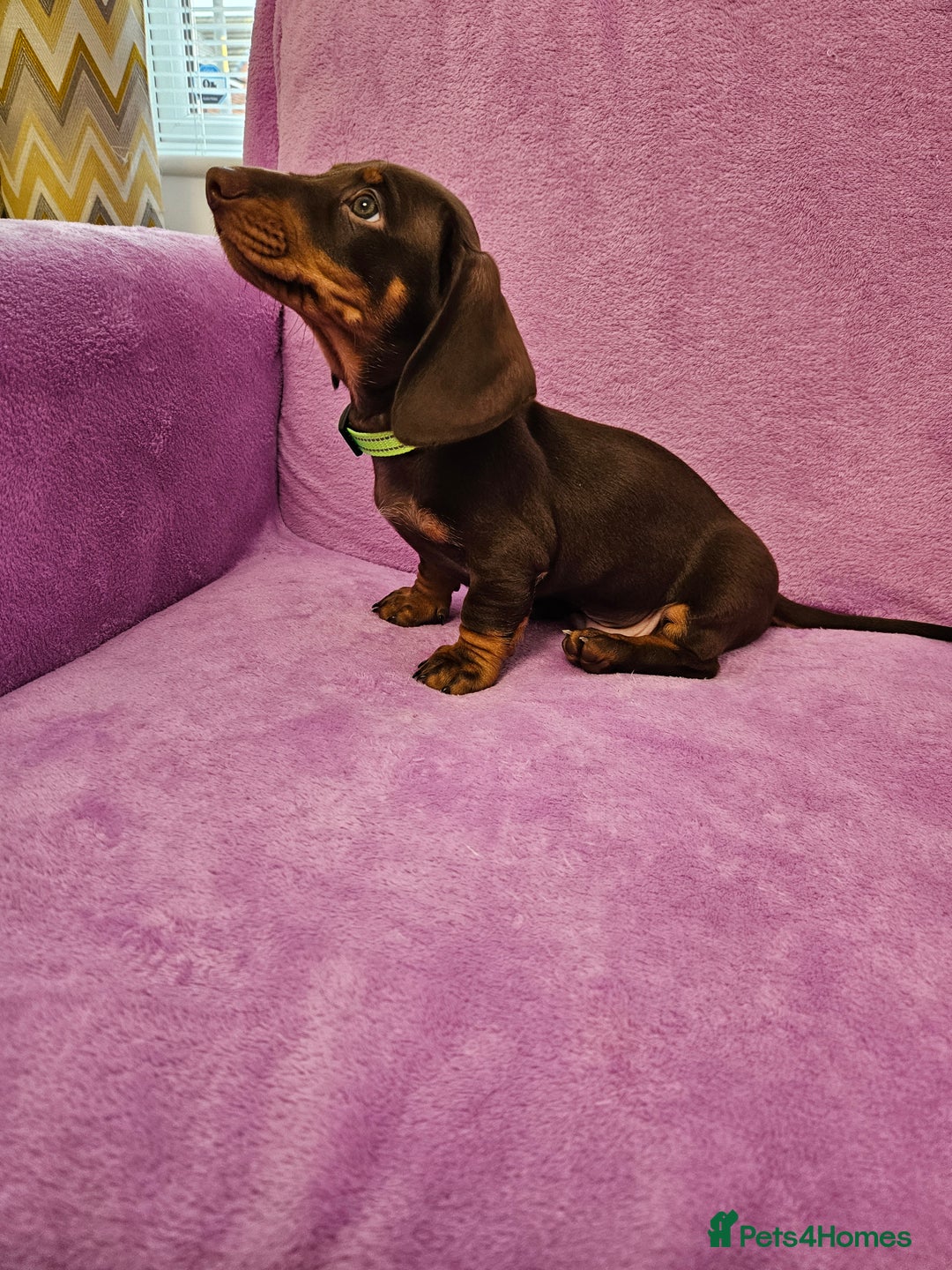 Dachshund dogs for sale: Puppies for sale - Advert 3