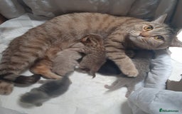 British Shorthair cats for sale: British kittens  - Advert 7