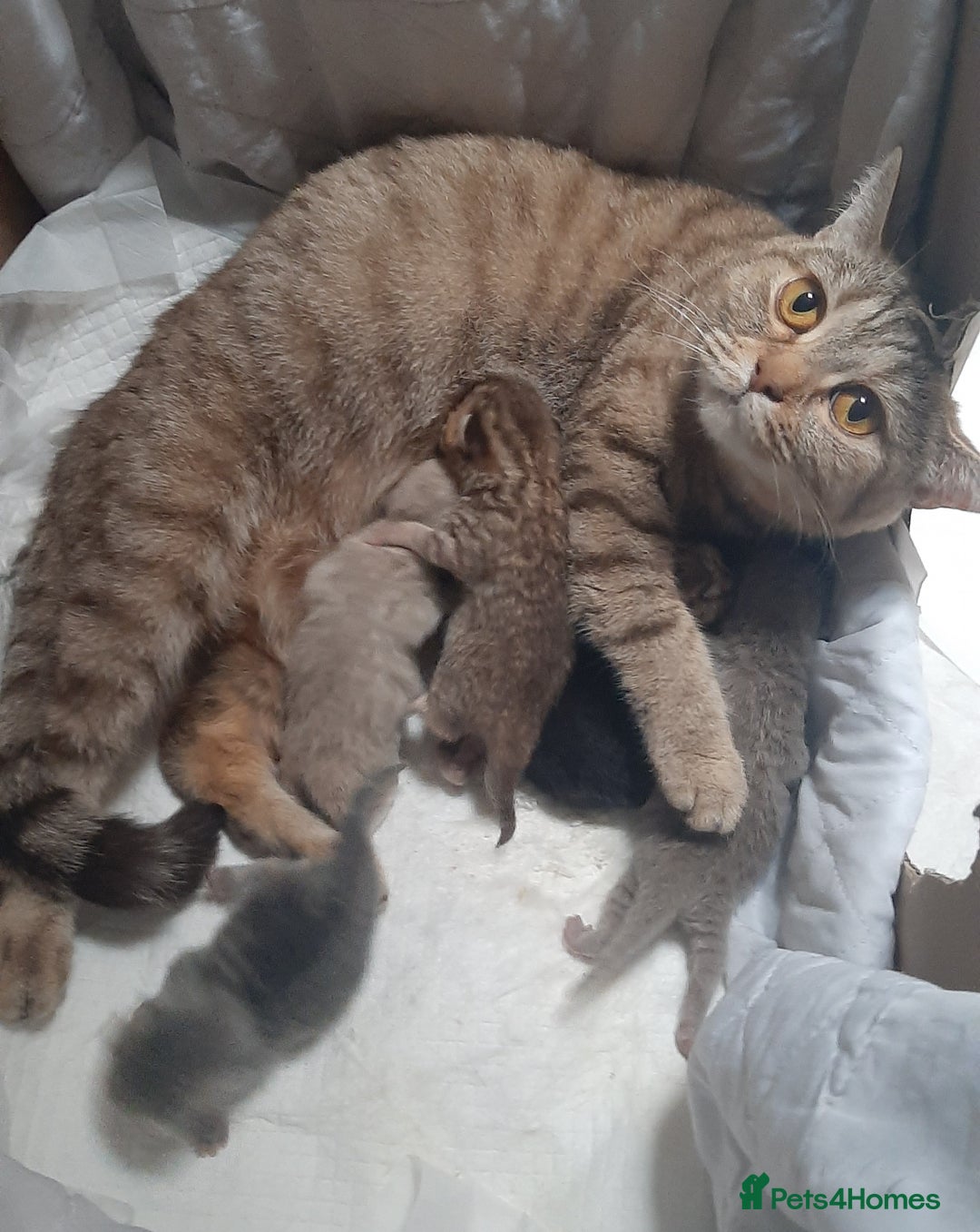 British Shorthair cats for sale: British kittens  - Advert 7