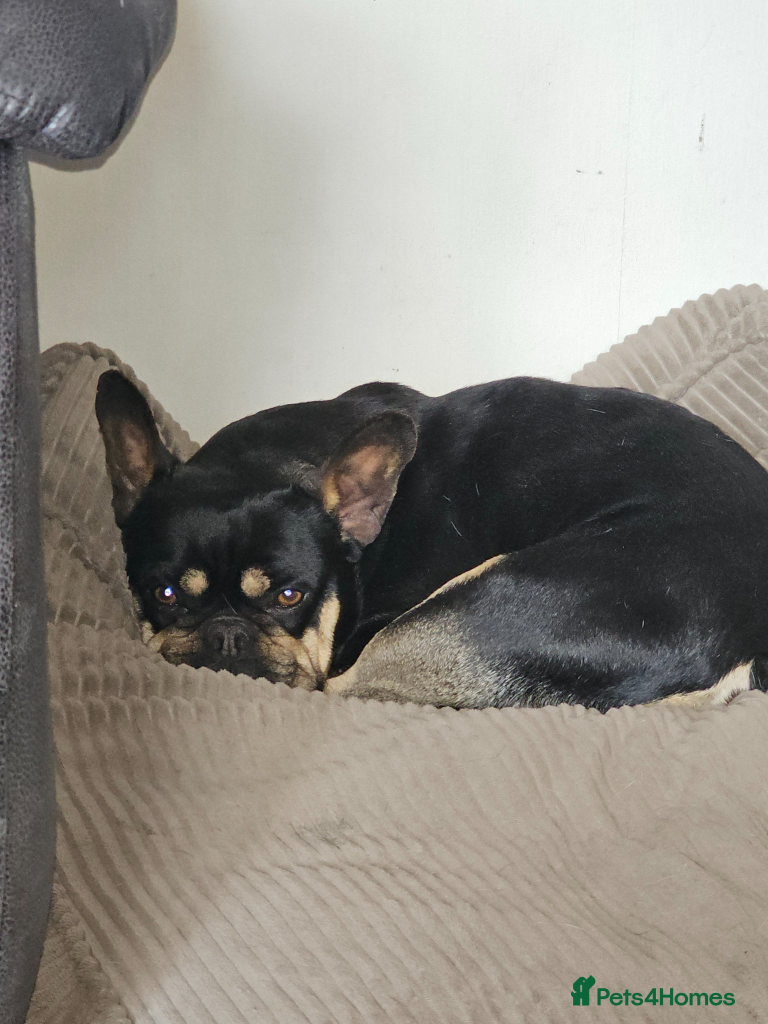 French Bulldog dogs GORGEOUS MILO - Advert 2
