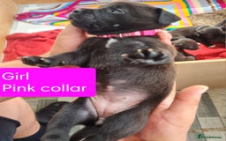 Mixed Breed dogs for sale: Beautiful litter of labrastaffs/staffadors - Image 16