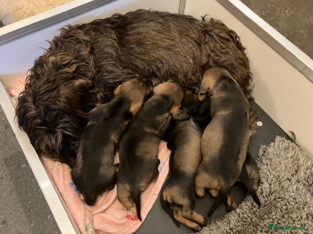 Dachshund dogs for sale: KennelClub Registered WireHaired Dachshund Puppies - Advert 3