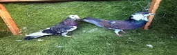 Pigeons birds for sale: Beautiful Vaccinated Pigeons – Quick Sale £20 - Advert 10