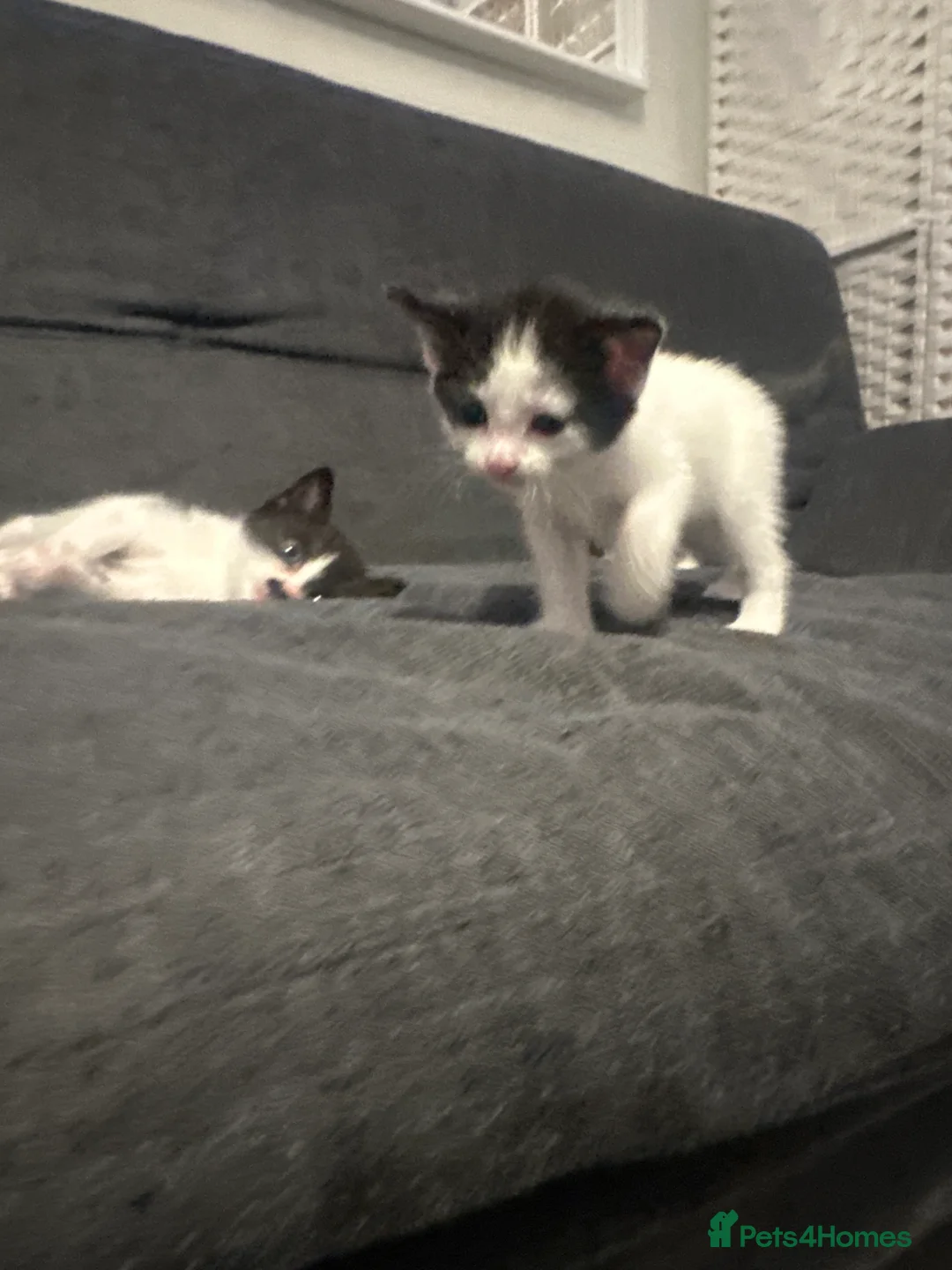 Mixed Breed cats for sale: Adorable Kitten Looking for a Loving Home - Advert 2