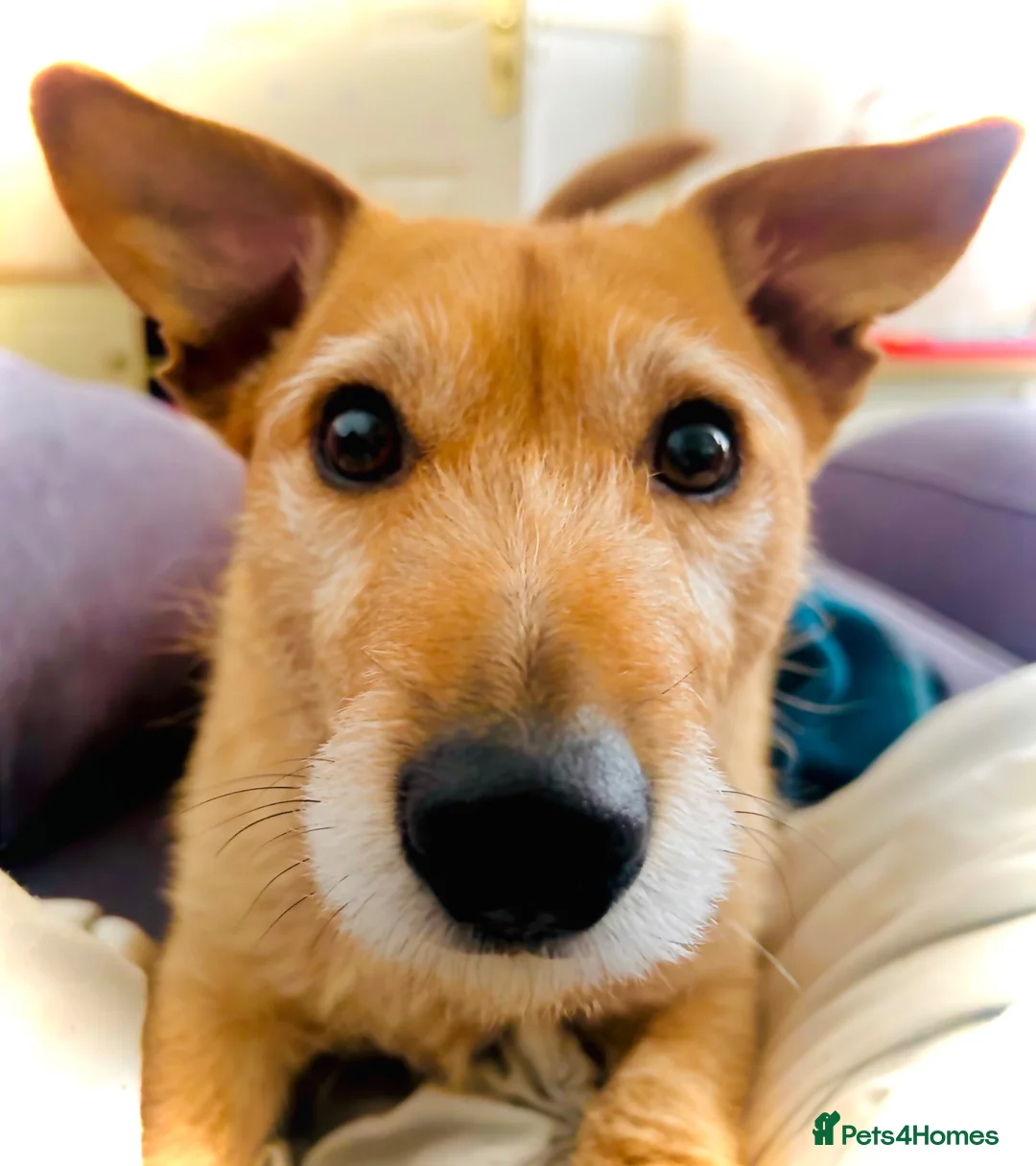 Patterjack dogs for sale: Gorgeous Boy needs child free home!  - Advert 1