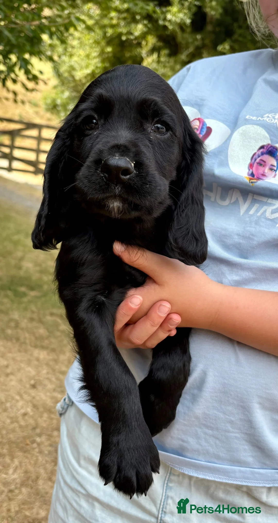 Cocker Spaniel dogs for sale: 🐾 Beautiful Cocker Spaniel Puppies 🐾 - Advert 9