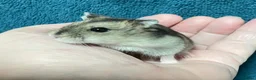 Hamster rodents for sale: Baby Winter White Russian hamsters (pure bred). - Advert 16