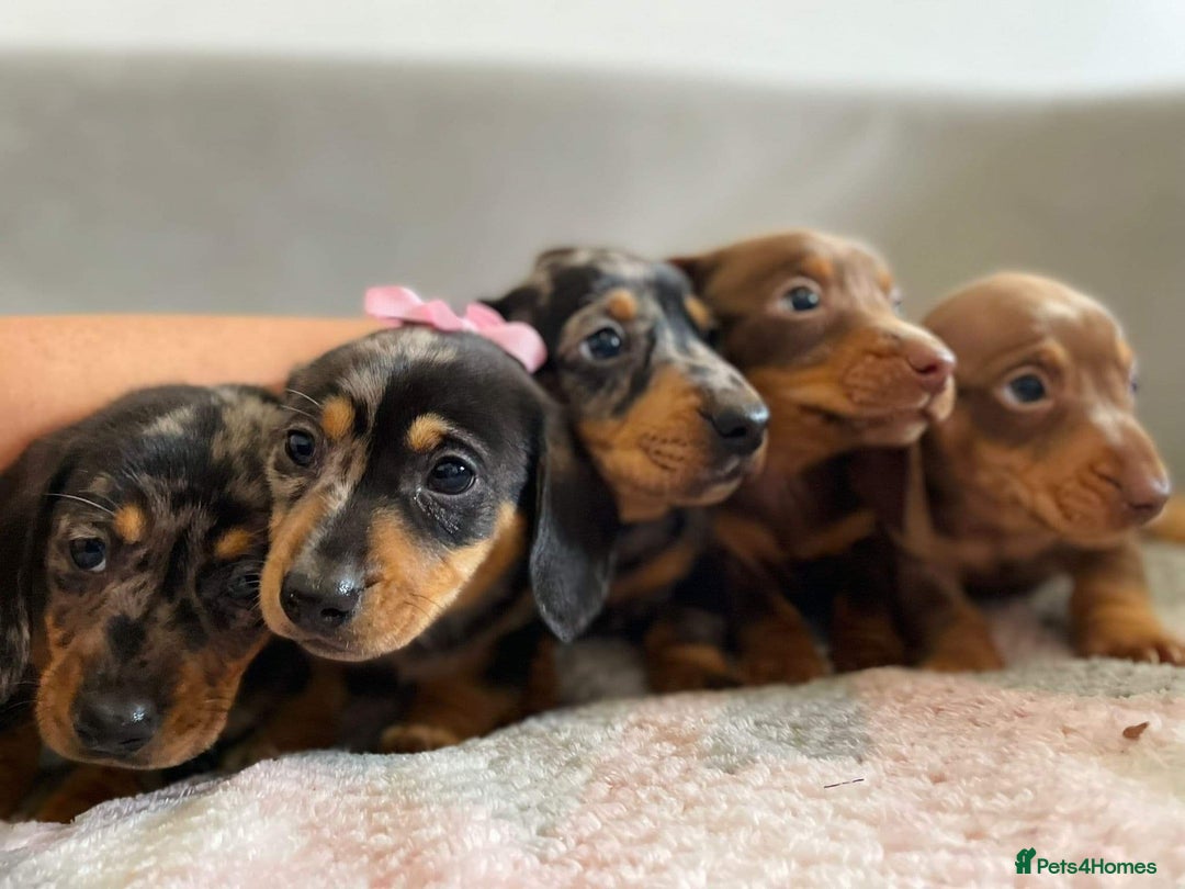 Miniature Dachshund dogs for stud: miniature Isabella and tan dapple stud in Willenhall - Advert 6
