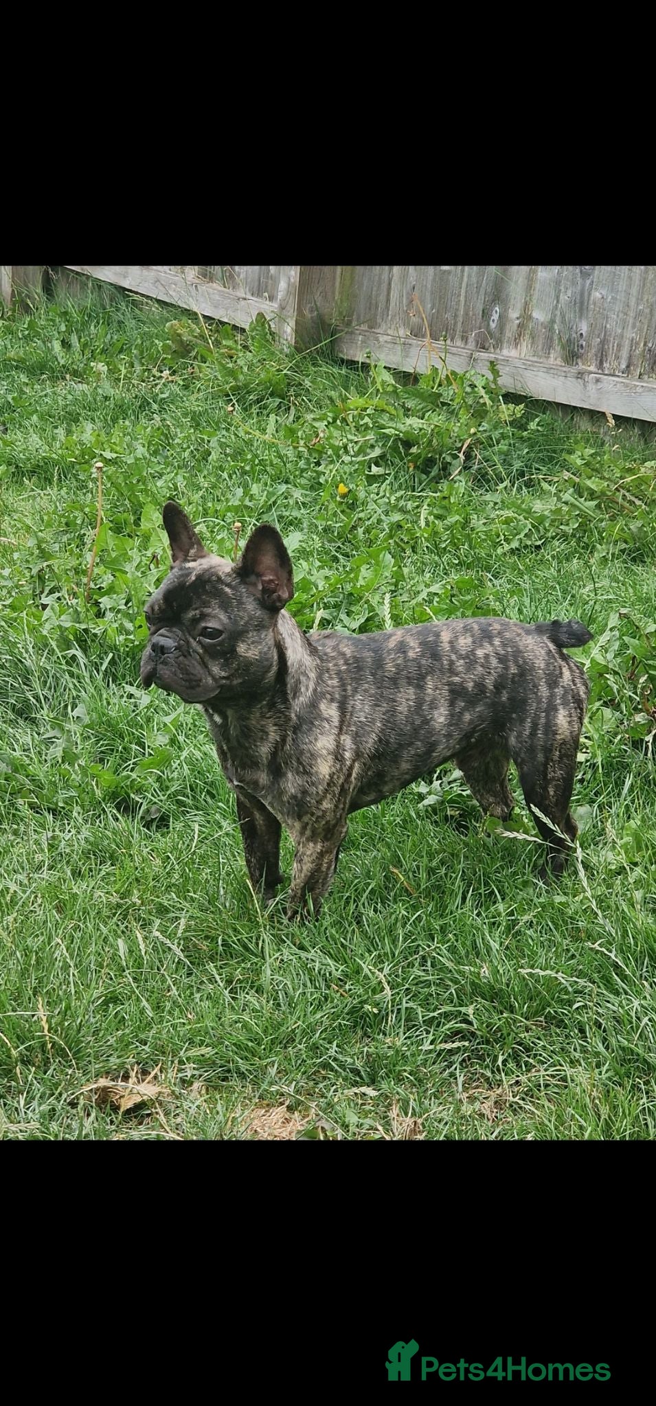 French Bulldog dogs 8 month old Male French Bulldoh - Advert 6