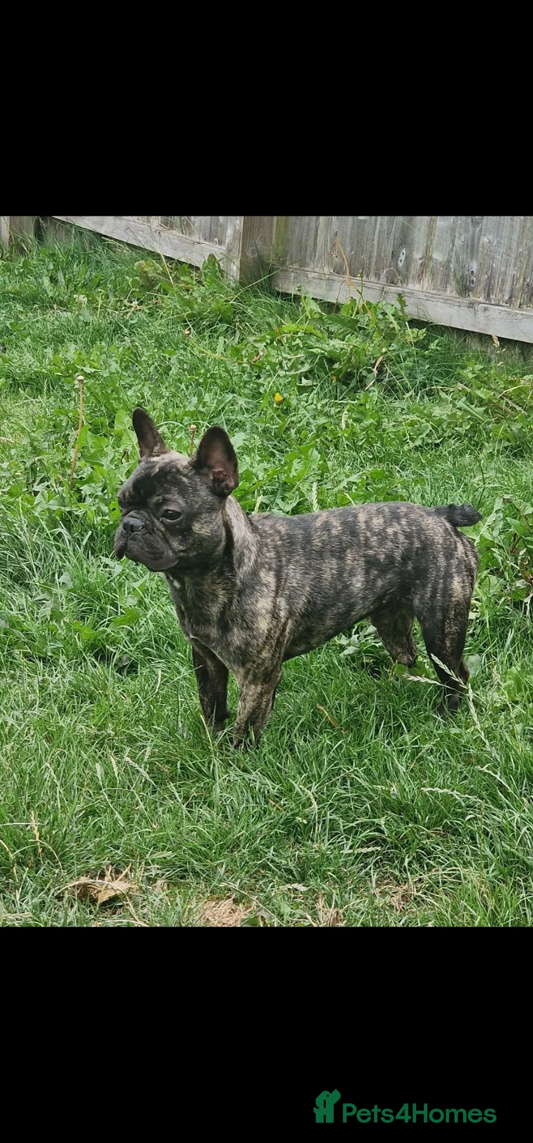 French Bulldog dogs for sale: 8 month old Male French Bulldoh - Advert 1