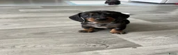 Dachshund dogs for sale: Dapple Dachshund in Hyde - Advert 12