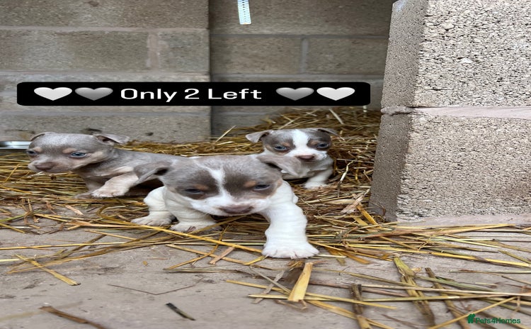 Jack Russell dogs - Advert 11