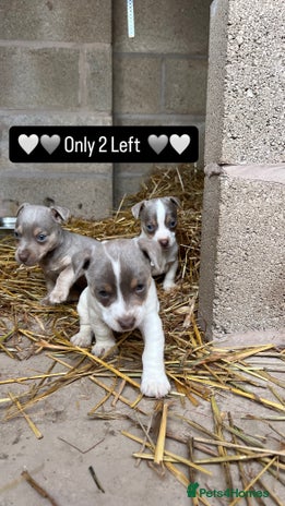 Jack Russell dogs - Advert 11